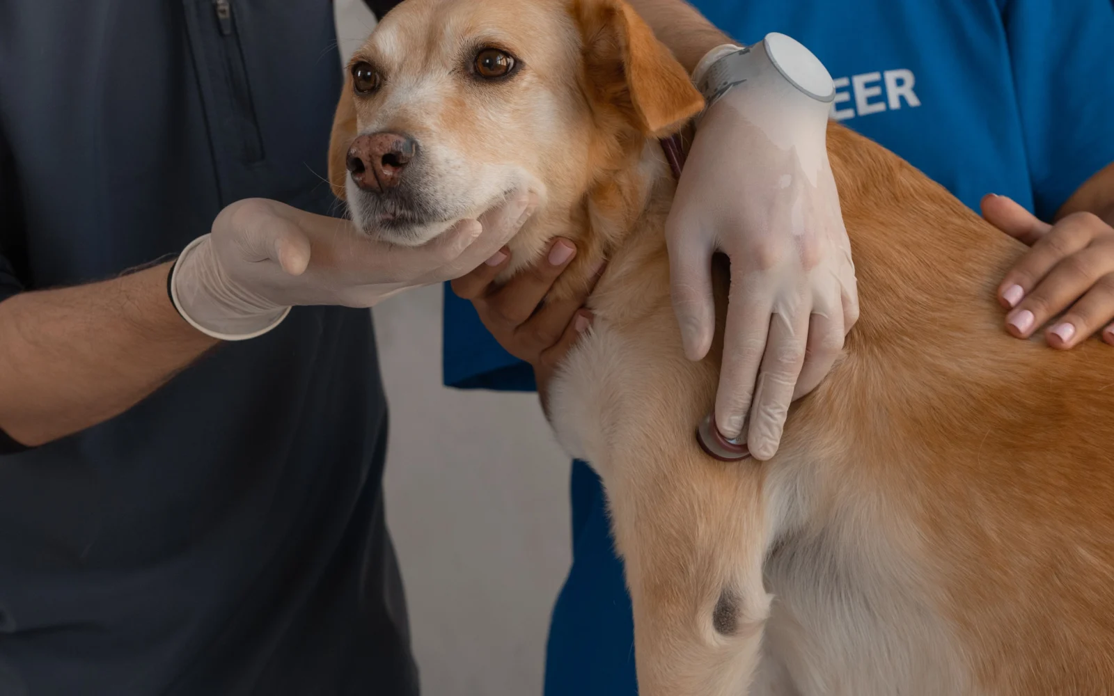 Veterinárne vyšetrenie psa